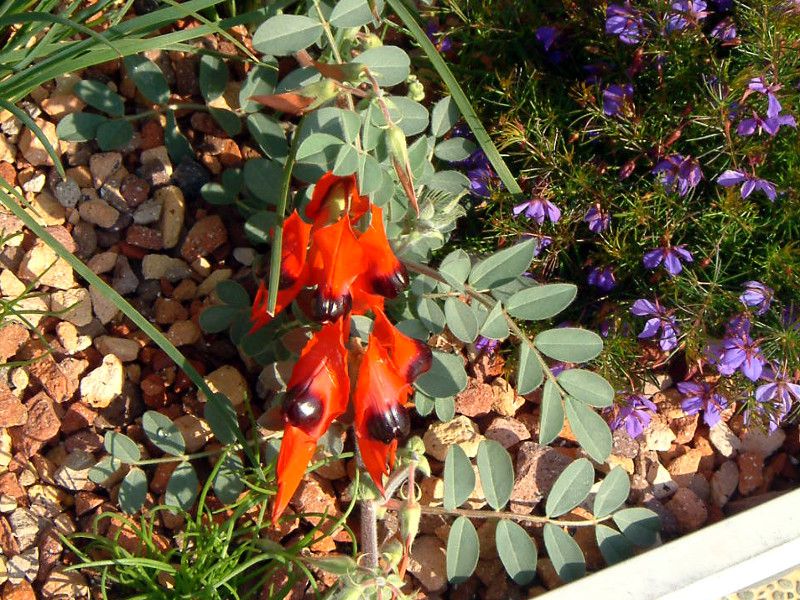 100_desert pea_large